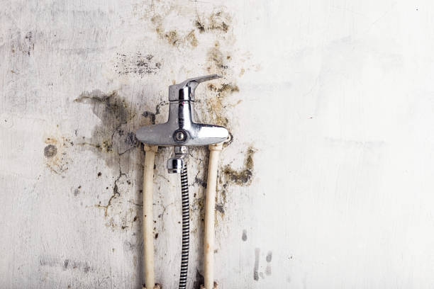 Best Commercial Mold Removal  in Milton, LA
