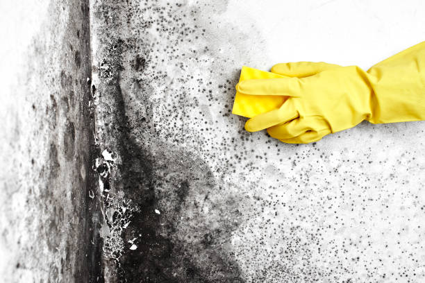 Best Affordable Mold Removal  in Milton, LA