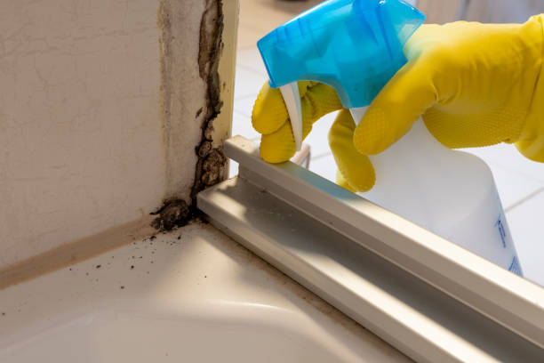 Best Fast Mold Removal  in Milton, LA