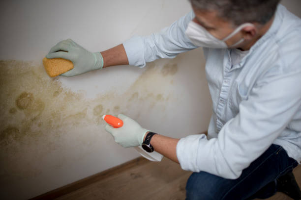 Best Professional Mold Removal  in Milton, LA