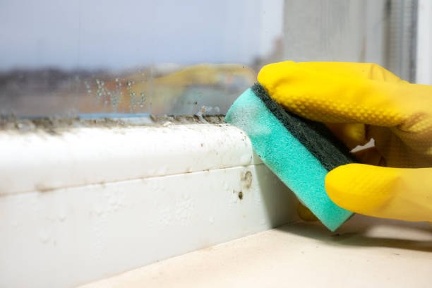 Best Commercial Mold Removal  in Milton, LA
