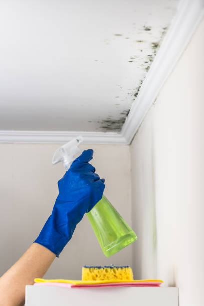 Mold Testing and Removal in Milton, LA