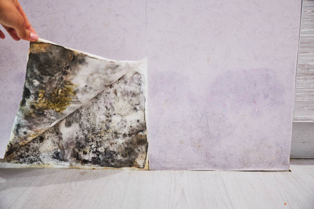 Best Office Mold Removal Services  in Milton, LA